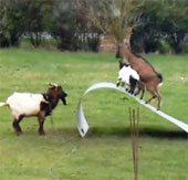 Video: The 'goat' herd is precarious