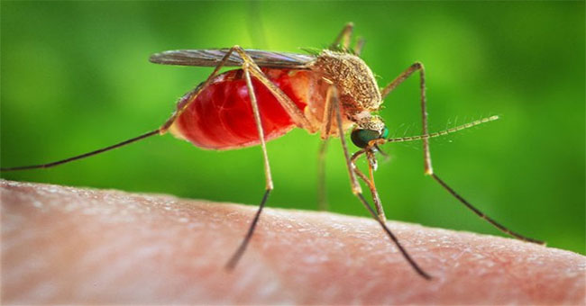 Video: The hair of the nape of a mosquito's blood sucking