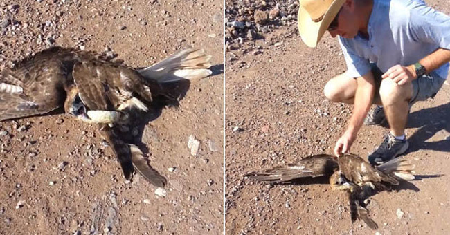 Video: The hawk swooped down to hunt snake, unexpectedly squeezed hard