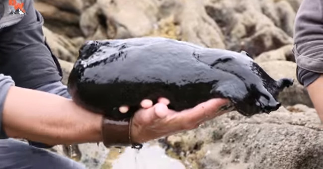 Video: The largest planet snail weighs nearly 5kg