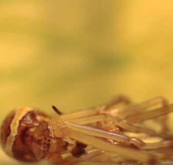 Video: The molting process of the black widow spider