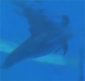 Video: The moment the dolphin crossed