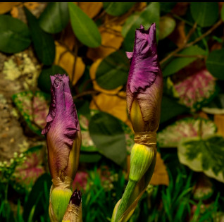 Video: The moment the flowers bloom beautiful