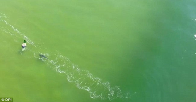 Video: The moment when the great white shark approached the surfing player