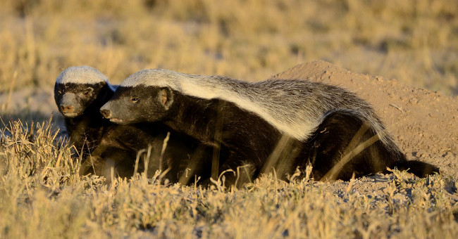 Video: The most reckless animal on the planet