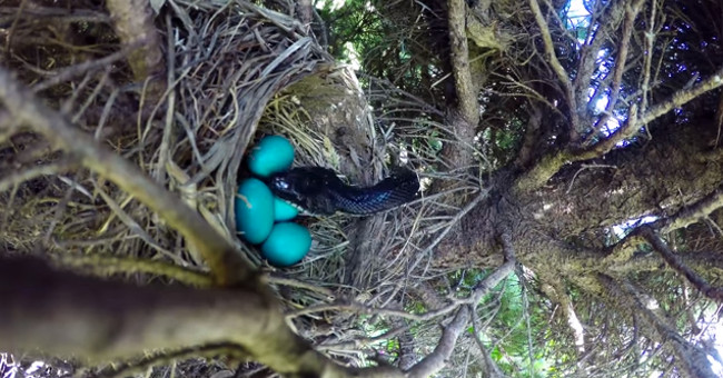 Video: The mother bird is searching for prey, the snake is 'big' swallowing all the eggs