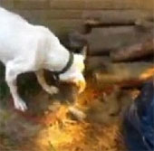 Video: The mother dog digs the burial pit of a child dying from hunger