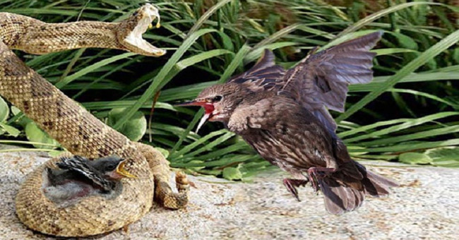 Video: The mother's mother frantically attacked the poisonous snake, revenge for her child