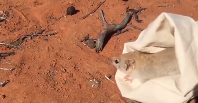 Video: The mouse thought to be extinct for over a hundred years