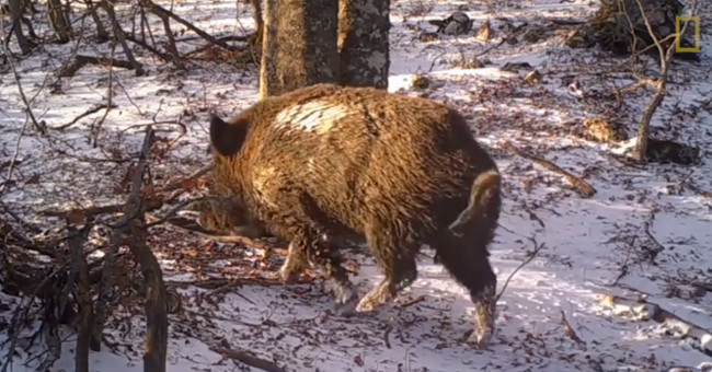 Video: The natural world around oak roots for a year