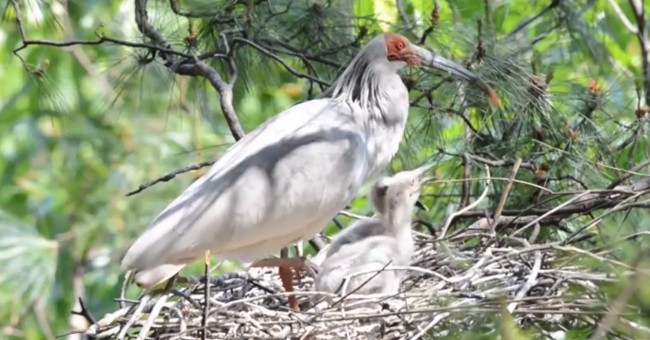 Video: The nearly extinct stork is recovered from 7 individuals