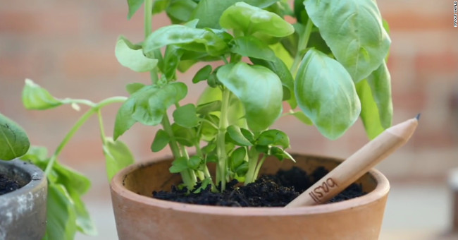 Video: The pencil becomes a tree planting tool