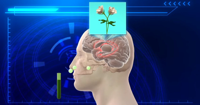 Video: The perfume prevents the brain from feeling the toilet odor