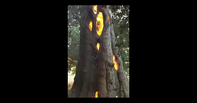 Video: The phenomenon of burning trees from inside in America