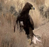 Video: The 'pursuing' golden falcon of South American rabbits