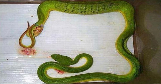 Video: The reason some snakes give birth instead of laying eggs