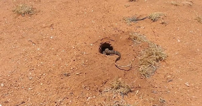 Video: The salamander entered the cave of the rabbit and swallowed