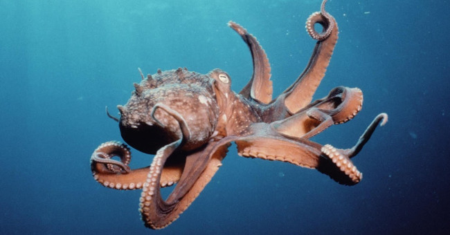 Video: The secret weapon that helps octopus dominate the ocean