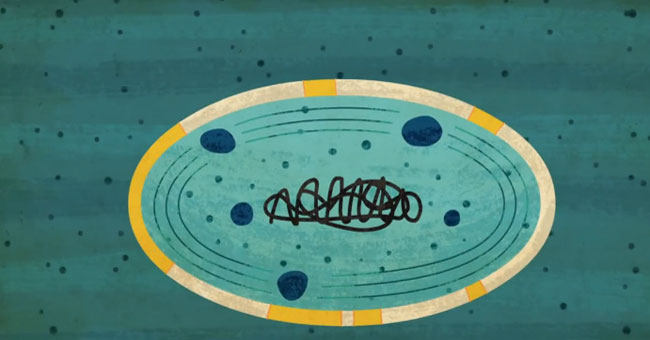 Video: The single-celled creature almost destroys life on Earth