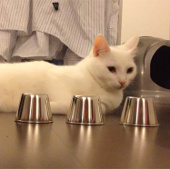 Video: The smart cat admires netizens