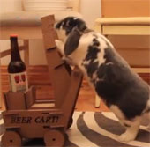 Video: The smart rabbit knows to bring beer to the owner upon request