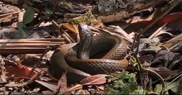 Video: The snakes on the Hoang Lien Son range