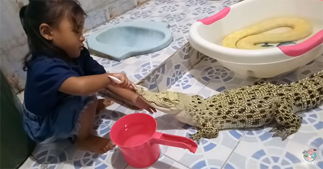 Video: The soul of the baby girl brushing the teeth for the crocodile
