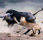 Video: The strange scene of crazy buffalo chasing the lion running crazy