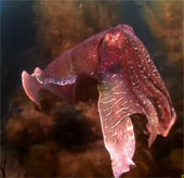 Video: The sudden death from the cuttlefish's attack