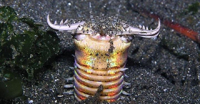Video: The terrifying hunting ability of the Bobbit worm
