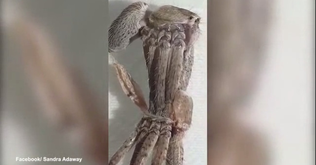Video: The tough molting of the hunter spider