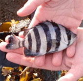 Video: The tsunami fish brought from Japan to the United States
