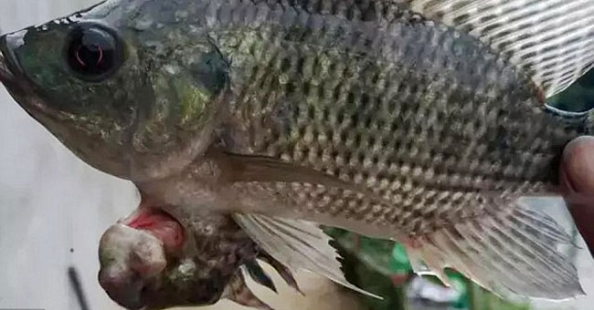 Video: The twin fish are amazing