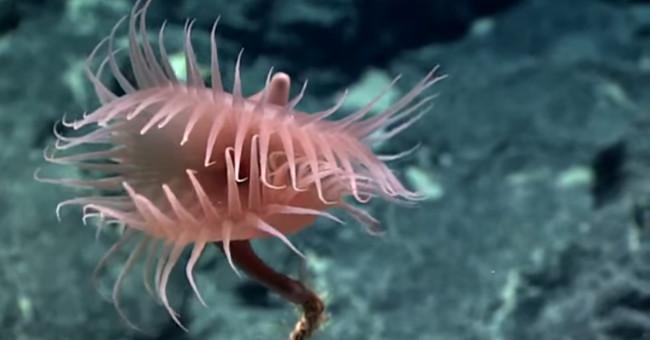 Video: The underwater copy of the tree catches flies