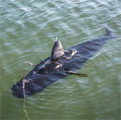 Video: The US Navy develops robots to spy like sharks