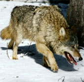 Video: The war between wolves and buffaloes
