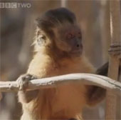 Video: The way to flirt with a strange capuchin monkey