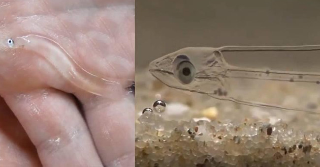 Video: The 'weird' fish with its crystal-clear body