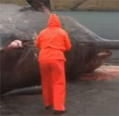 Video: The whale's body suddenly exploded