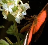 Video: 'The white flower' is bloodthirsty