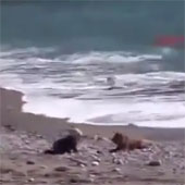 Video: The wise dog stops the baby from being swept away