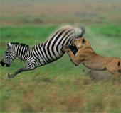 Video: The zebra kicks off the stone to flip the lion's jaw