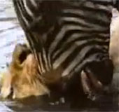 Video: the zebra strikes a unique way to drown the lion into the mud