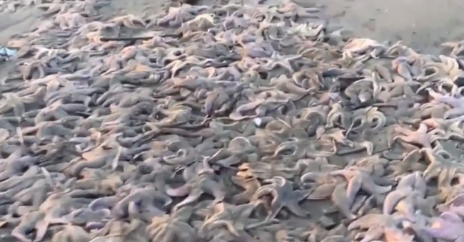 Video: Thousands of starfish die massively on the Russian island
