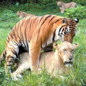 Video: Tiger and lion fight fiercely