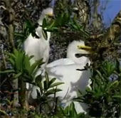 Video: Tiger fish tear the stork in a moment