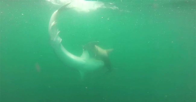 Video: Tiger sharks weigh nearly half a ton to kill the hammerhead shark that is over 2 meters long