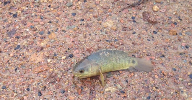 Video: Tilapia decides to go out to find a way home