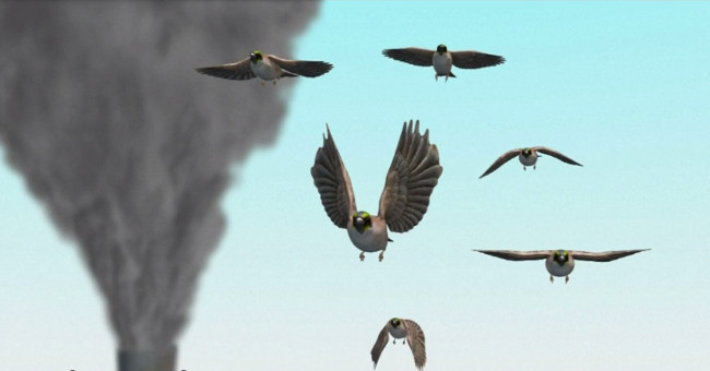 Video: Track pollution by soot on the hundred-year-old bird's body
