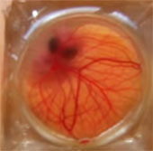 Video: Transparent eggshell helps to observe the embryo